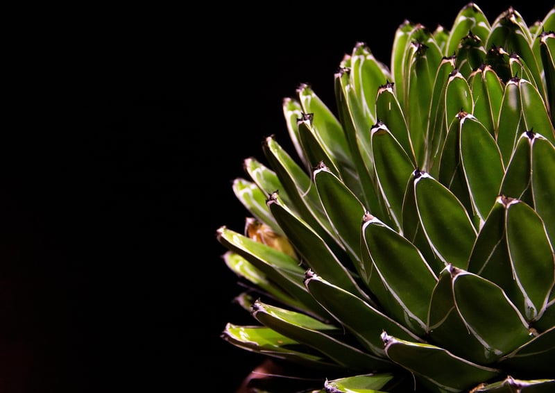 Succulent Plants